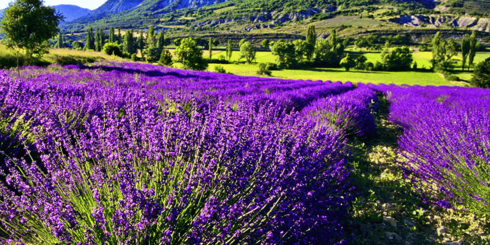 Provence All Year Round: Enjoy the Seasons with Lou Mas