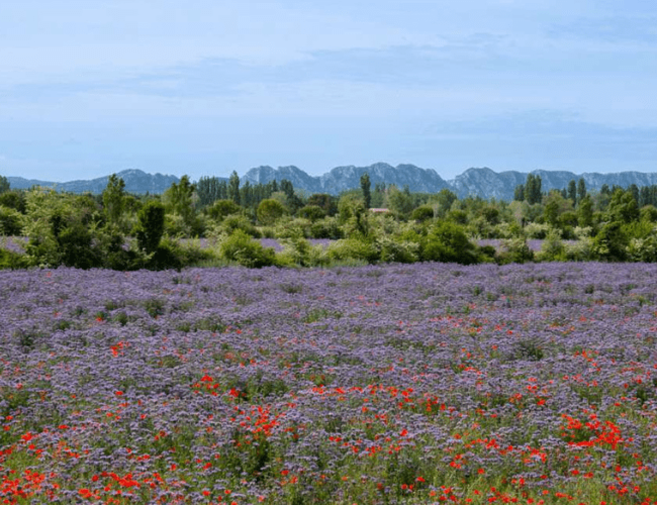 Le guide ultime pour réserver votre séjour de luxe en Provence
