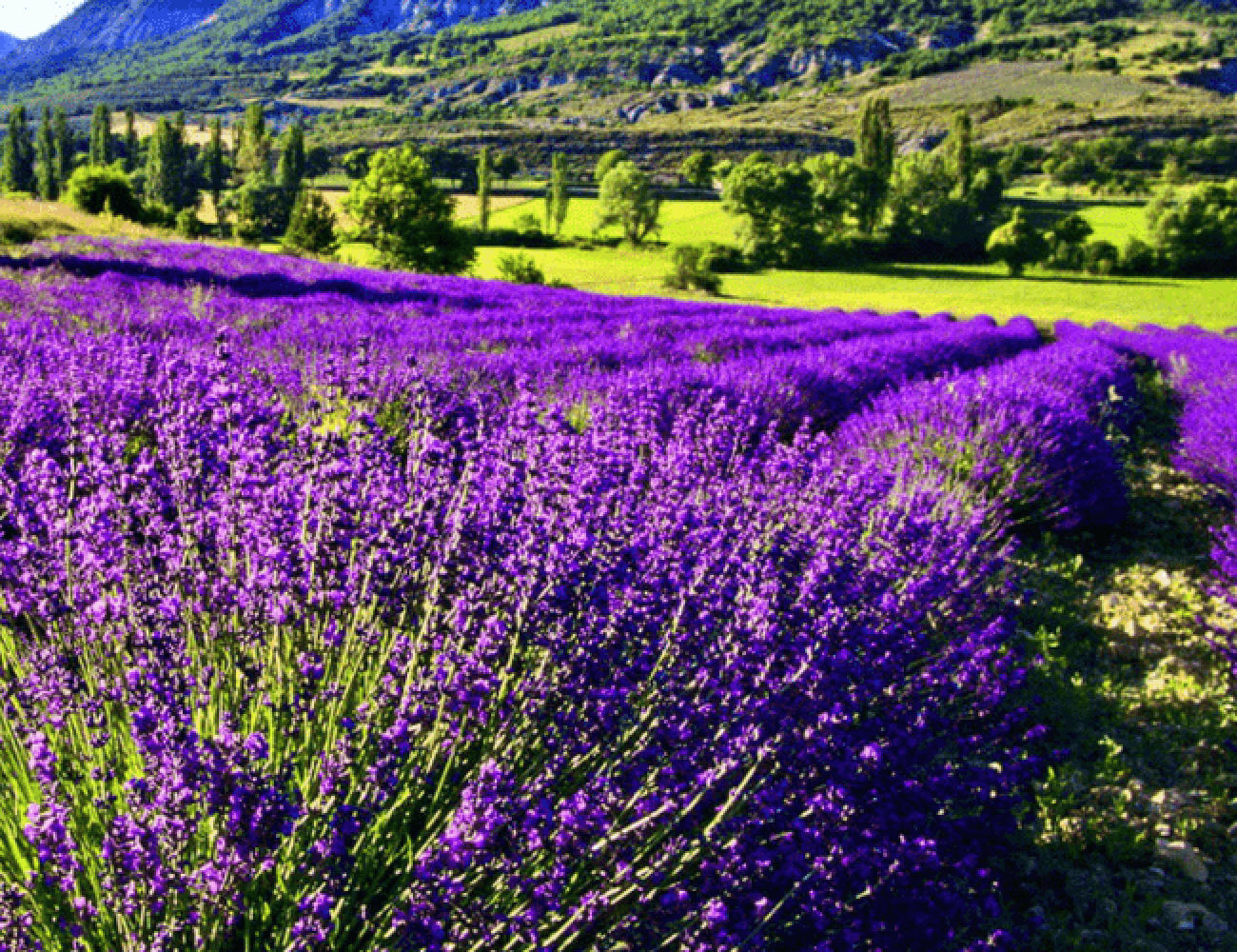 La Provence toute l’année : Profitez des saisons avec Lou Mas